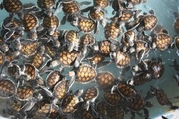 Little turtles
