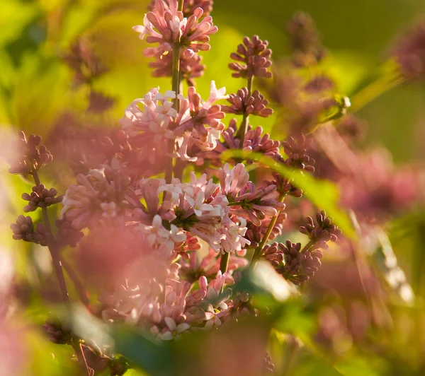 stock image Lilac flowers on a bush