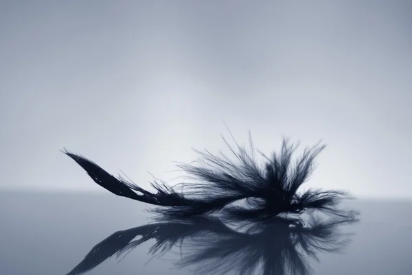 stock image Feather background