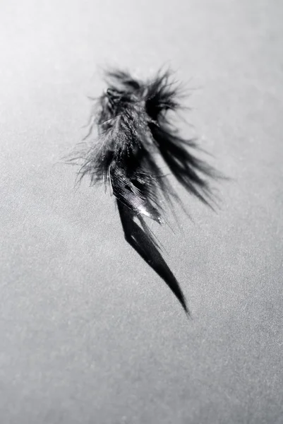 Fondo de plumas — Foto de Stock