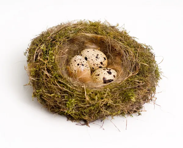 Gniazdo z jajami — Zdjęcie stockowe