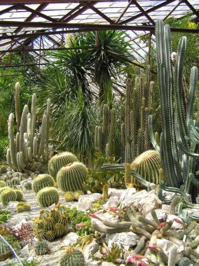 Greenhouse with Cactus clipart