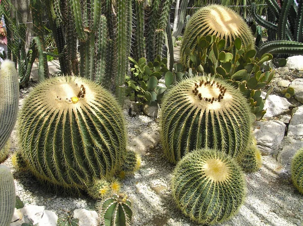 Greenhouse with Cactus — Stock Photo, Image