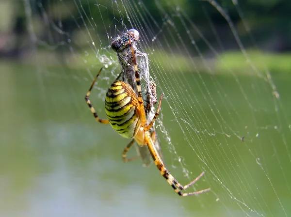 stock image Spider and its victim