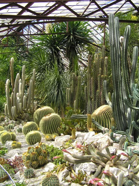 Gewächshaus mit Kaktus — Stockfoto