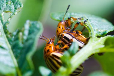 Colorado Patates böceği