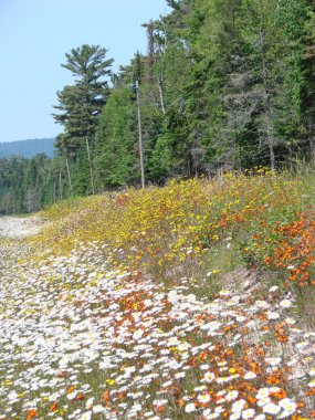 Roadside flowers in Canada clipart