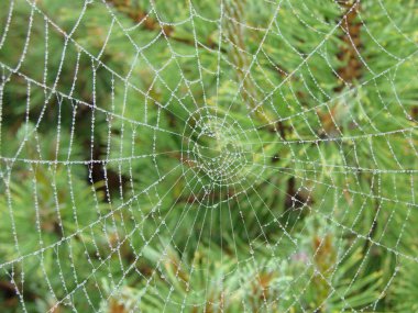 Dew Laden spiderweb