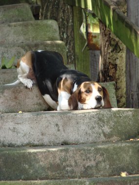 Beagle on steps clipart