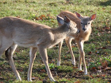 Whitetail Fawns