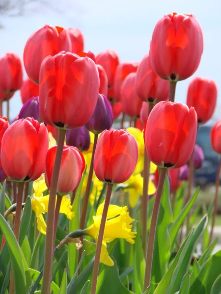 Tulipes printanières — Photo
