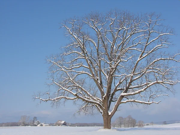 Javorový strom v zimě oboru — Stock fotografie