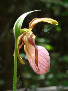 Pink Lady Slipper flower clipart