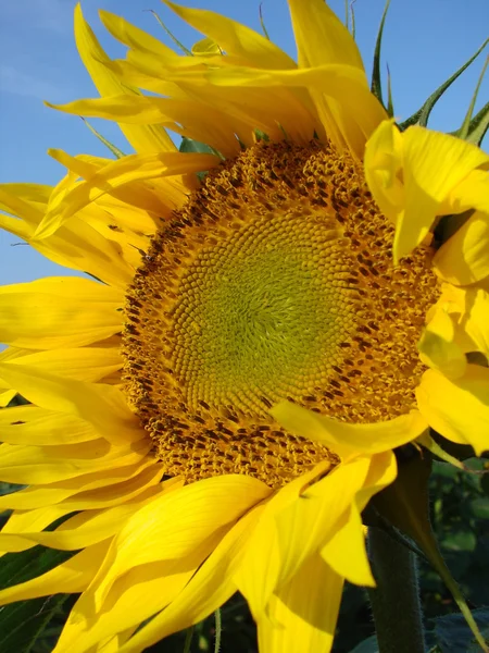 Stock image Sunflower in wind