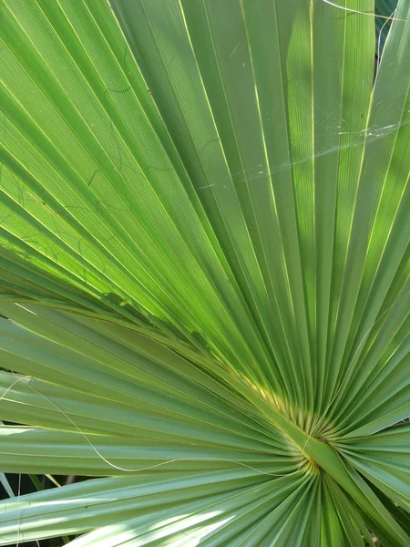 stock image Palm branch