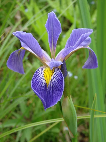 Blue Flag Iris — Stock Photo, Image