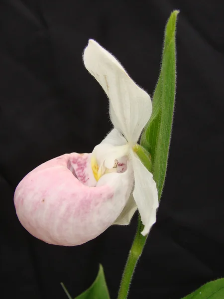 Showy Lady Chinelo flor — Fotografia de Stock