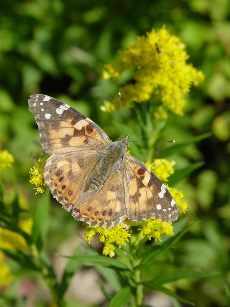Schmetterling auf Goldrute — Stockfoto