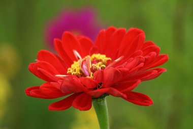 Kırmızı zinnia