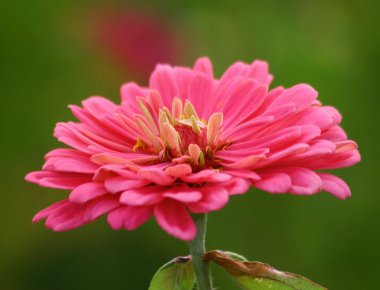 pembe zinnia