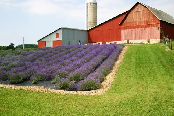 Lavendel gård — Stockfoto