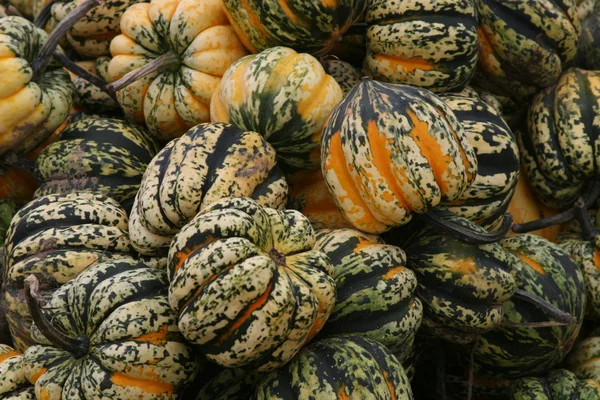 stock image Squash for sale