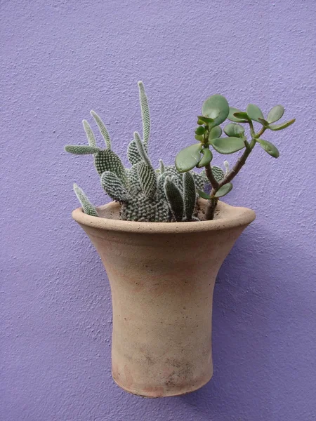Cactus and Jade plants in hanging pot — Stock Photo, Image