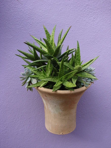 Aloe in pot on purple wall — Stock Photo, Image