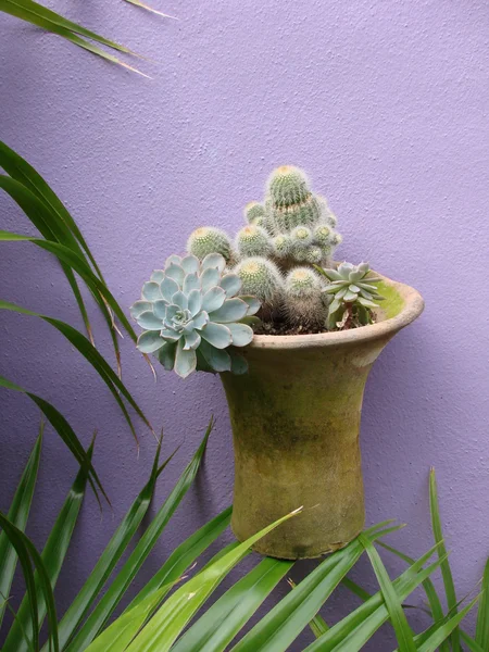 Cactus in pot on purple wall — Stock Photo, Image