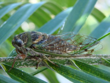 Cicada on palm frond clipart
