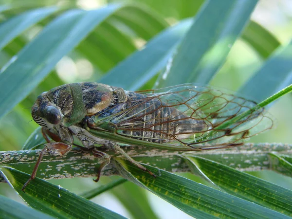 Cicada en fronda de palma —  Fotos de Stock