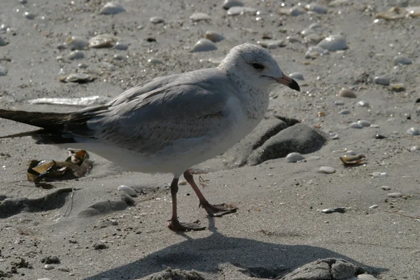 stock image Sea Gull on beach