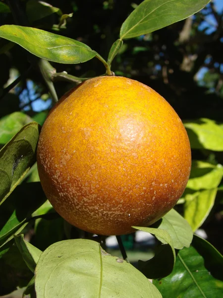 Florida orange — Stock Photo, Image