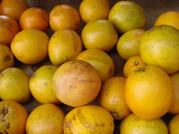Sadzie pomarańczy — Zdjęcie stockowe