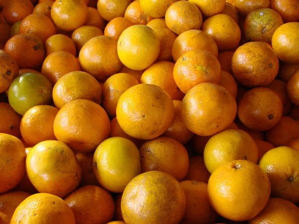 Фруктовий сад апельсинів — стокове фото