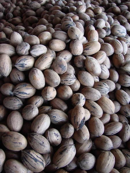 hasat pecans