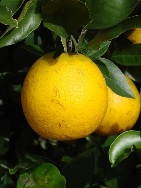 Florida apelsin — Stockfoto