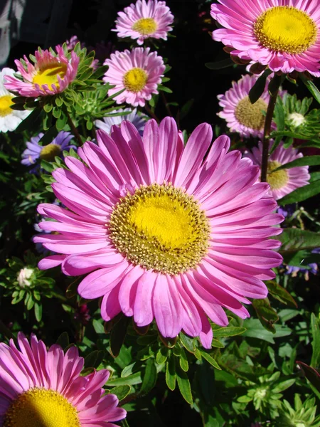 Pink Daisy — Stock Photo, Image