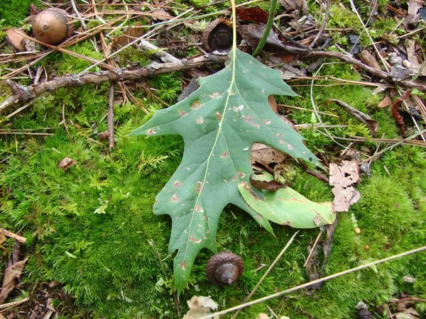 Achorn and oak leaf — Stock Photo, Image