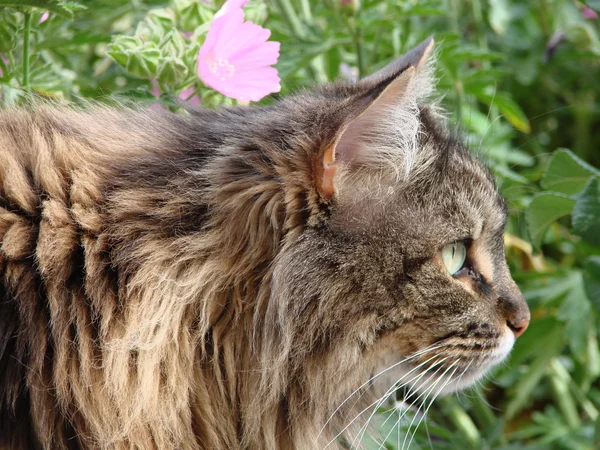 Maine Coon Katze & rosa Blume — Stockfoto
