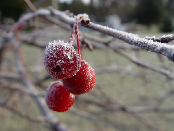 赤い果実を霜します。 — ストック写真