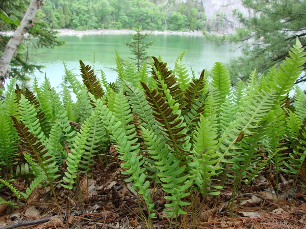 Ferns and lake — Stock Photo, Image