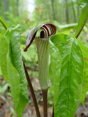 Jack-in-the-Pulpit flower, clipart