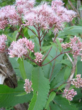 Sweet Joe-pye Weed clipart