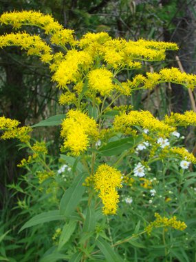 Greater or Late Goldenrod clipart