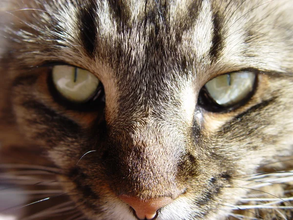 Maine Coon clasic tabby pisica — Fotografie, imagine de stoc