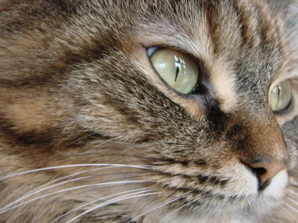 Tabby-Katze in Großaufnahme — Stockfoto