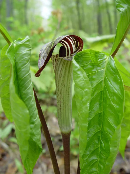 stock image Jack-in-the-Pulpit flower,