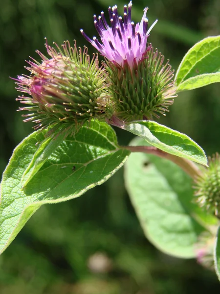 Common Burdock — Stock Photo, Image