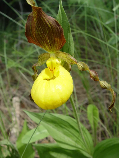 Große gelbe Frauenschuh-Orchidee — Stockfoto